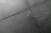 سيسي الملاعين الحمار مع ضخمة دسار الوردي.